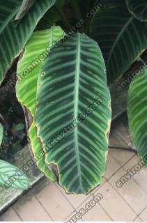 leaf tropical 0001